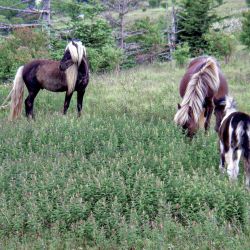 Horses Grayson Highlands