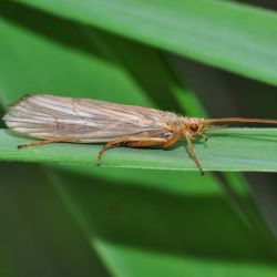 Brown Caddisfly
