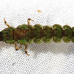 Caddisfly Larva