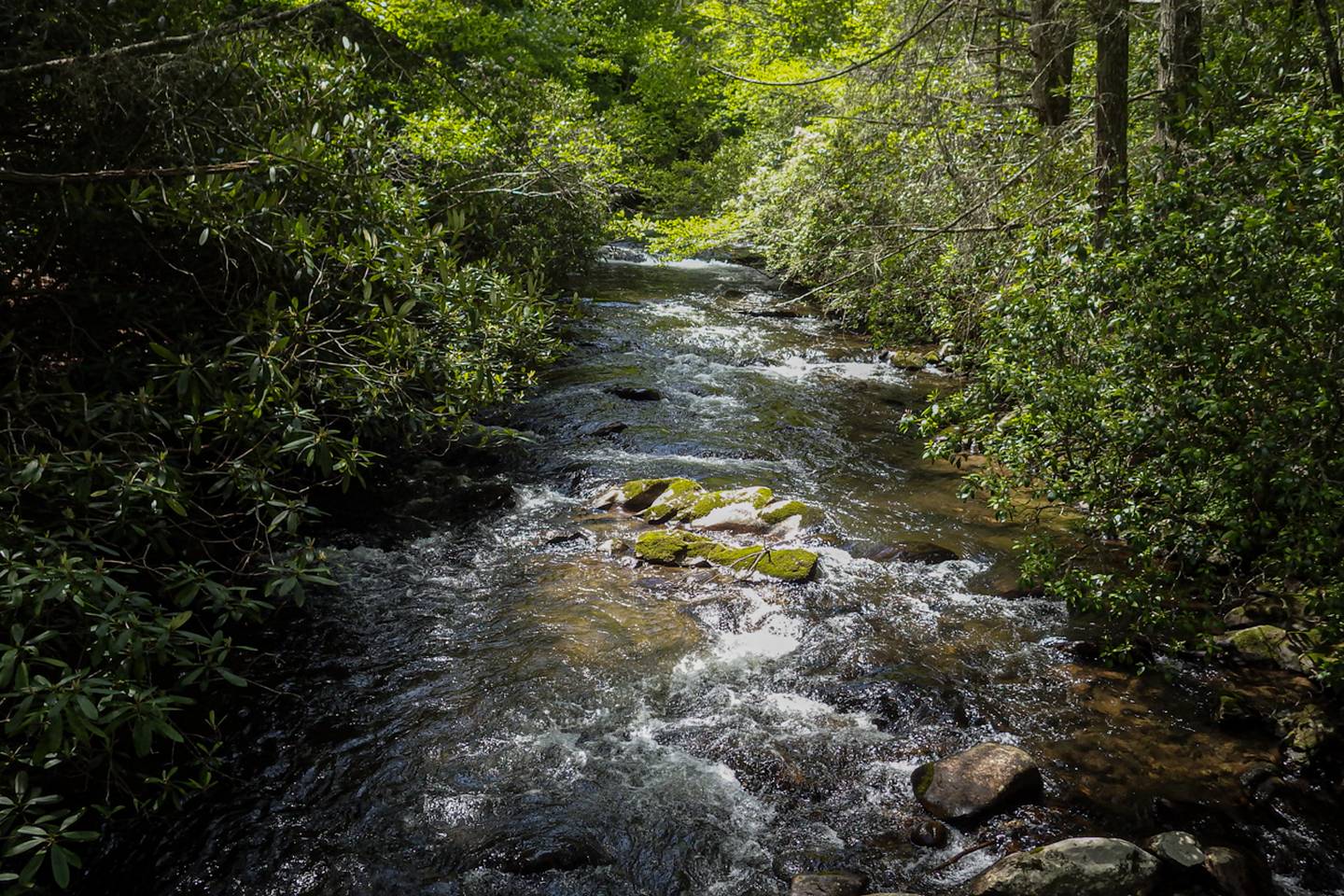 Surry County NC Trout Streams